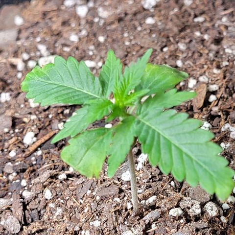 J30 growlog photo: Baby girl bounced back from the nutrient burn 🔥 