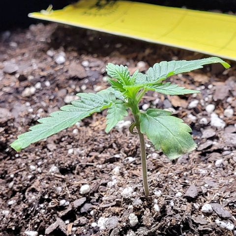 J30 growlog photo: Baby girl bounced back from the nutrient burn 🔥 