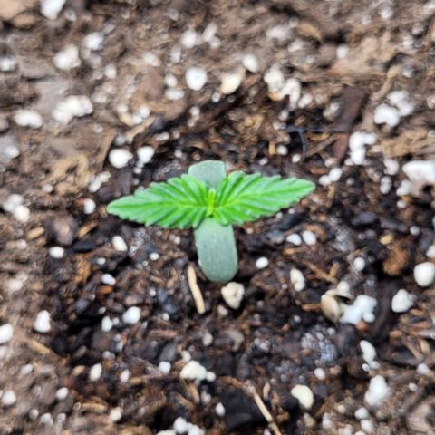 Froot by the foot growlog timeline photo