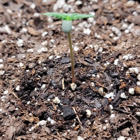 Froot by the foot growlog timeline photo