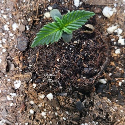 Purple punch 👊 growlog timeline photo