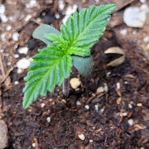 Purple punch 👊 growlog timeline photo