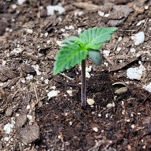 Purple punch 👊 growlog timeline photo