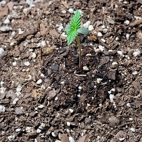 Froot by the foot growlog timeline photo
