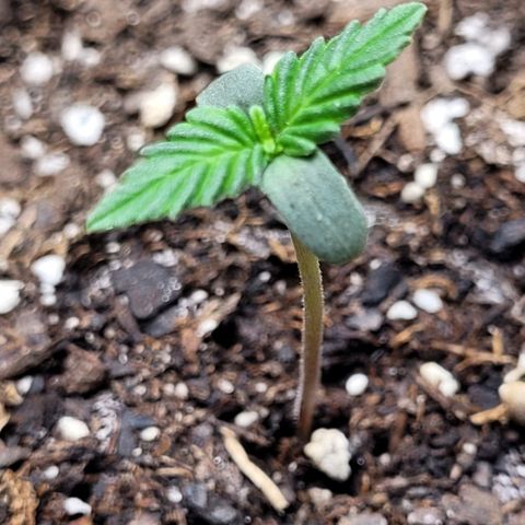 Froot by the foot growlog timeline photo