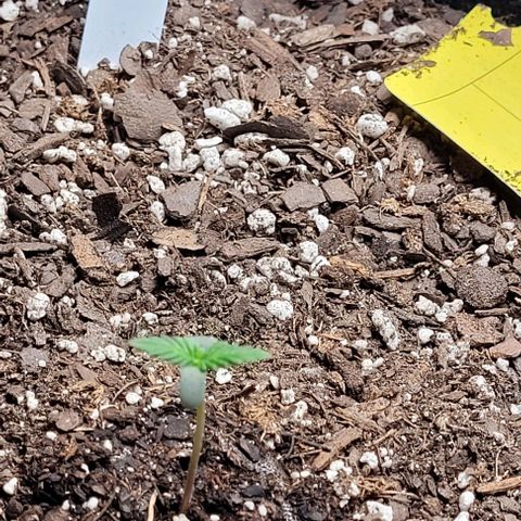 Froot by the foot growlog timeline photo