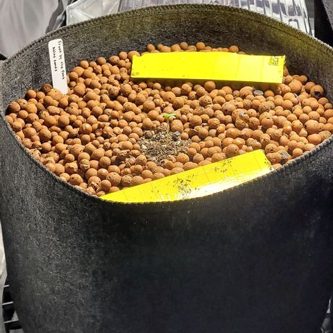Froot by the foot growlog timeline photo