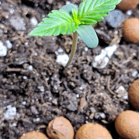 Froot by the foot growlog timeline photo
