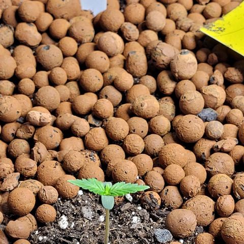 Froot by the foot growlog timeline photo