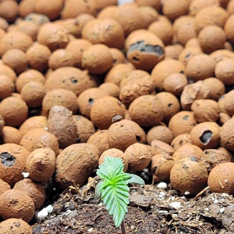 Purple punch 👊 growlog timeline photo