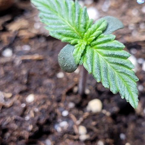 Purple punch 👊 growlog timeline photo