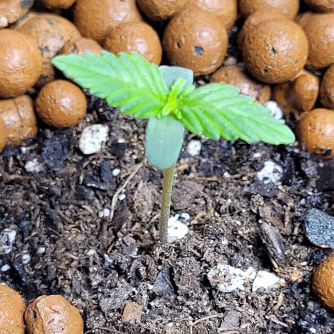 Froot by the foot growlog timeline photo