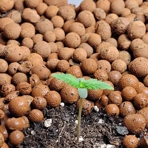 Froot by the foot growlog timeline photo