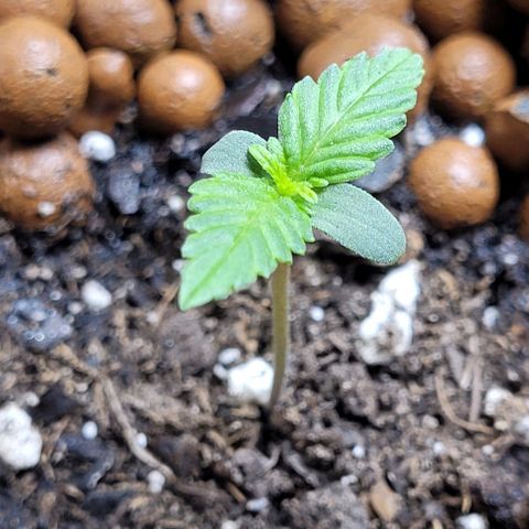 Froot by the foot growlog timeline photo