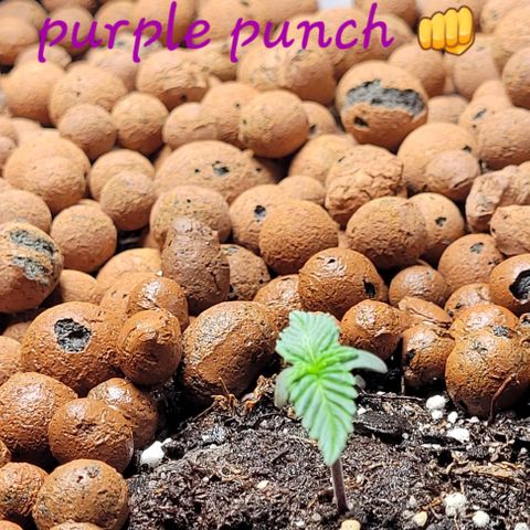 Purple punch 👊 growlog timeline photo