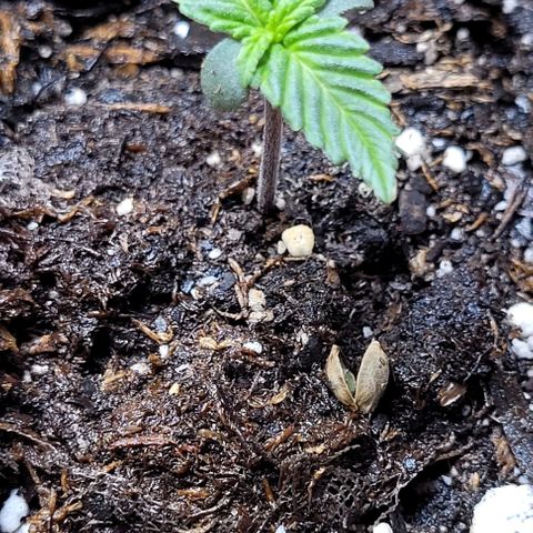 Purple punch 👊 growlog timeline photo
