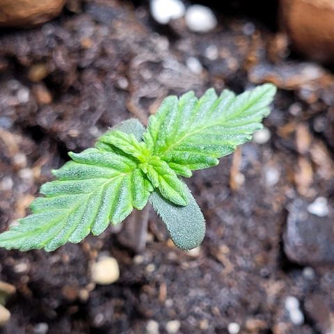 Purple punch 👊 growlog timeline photo