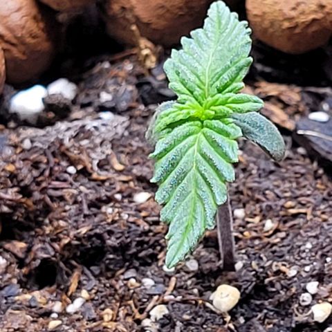 Purple punch 👊 growlog timeline photo