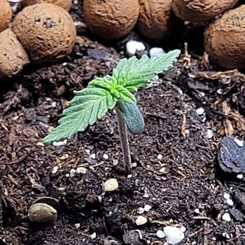Purple punch 👊 growlog timeline photo