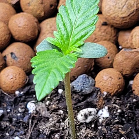 Froot by the foot growlog timeline photo