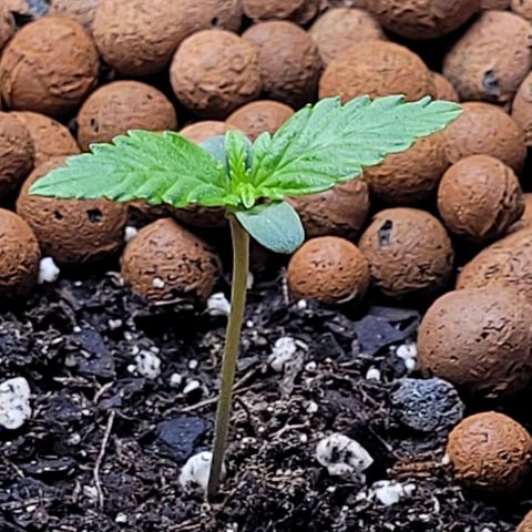 Froot by the foot growlog timeline photo