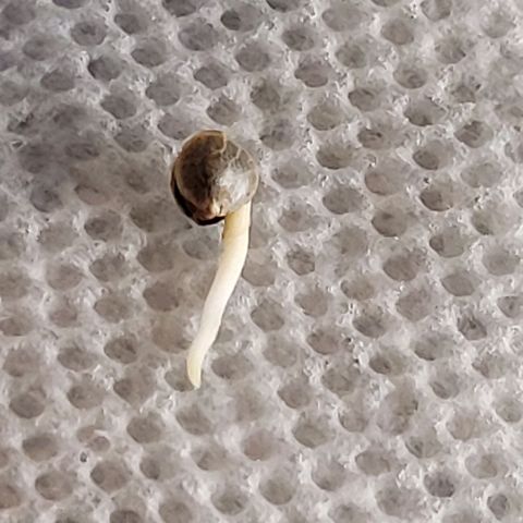 Zkittlez growlog timeline photo