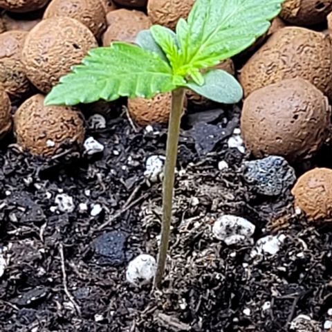 Froot by the foot growlog timeline photo