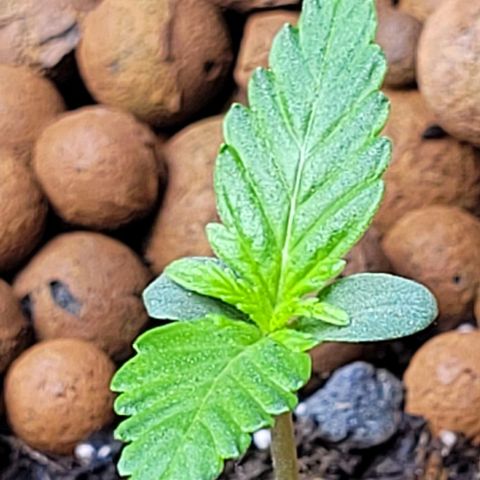 Froot by the foot growlog timeline photo