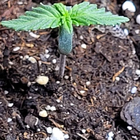 Purple punch 👊 growlog timeline photo