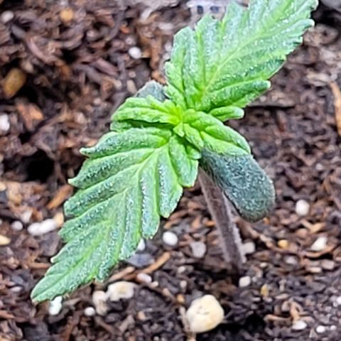 Purple punch 👊 growlog timeline photo