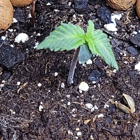 Purple punch 👊 growlog timeline photo