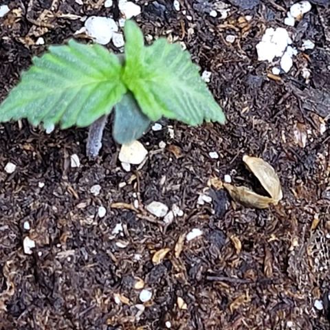 Purple punch 👊 growlog timeline photo