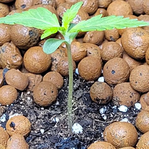 Froot by the foot growlog timeline photo