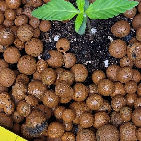Froot by the foot growlog timeline photo