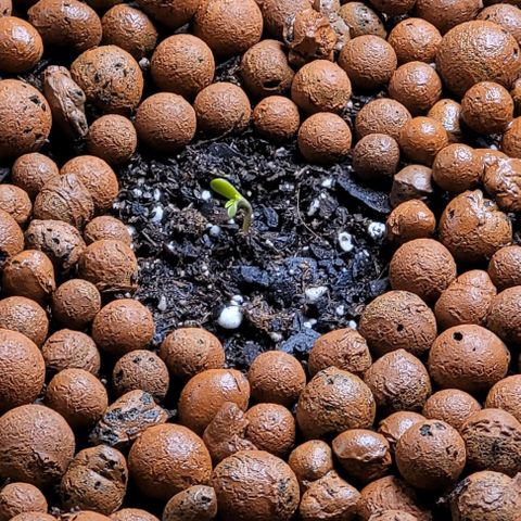 Gummibears growlog timeline photo