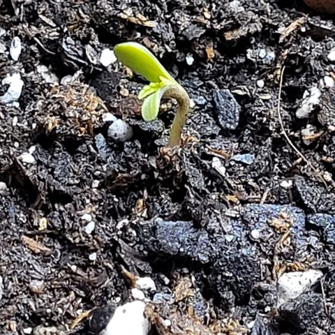 Gummibears growlog timeline photo