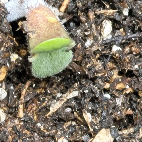 Zkittlez growlog timeline photo