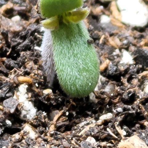 Zkittlez growlog timeline photo