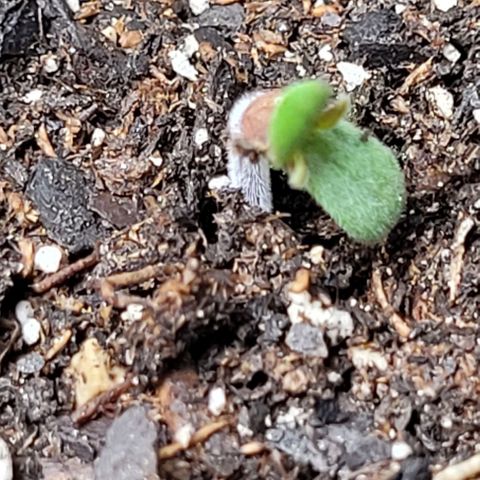 Zkittlez growlog timeline photo