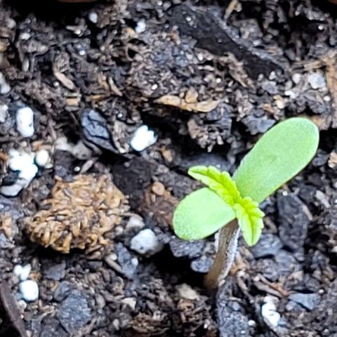 Gummibears growlog timeline photo