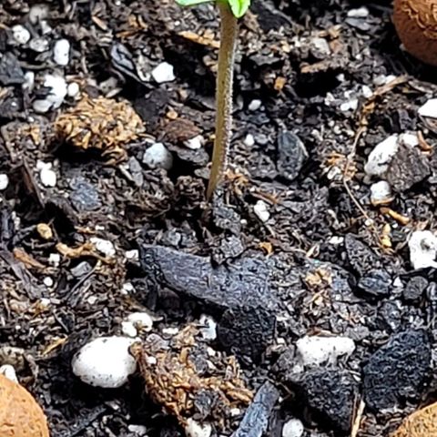 Gummibears growlog timeline photo