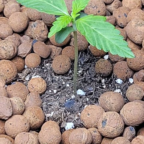 Froot by the foot growlog timeline photo