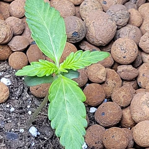 Froot by the foot growlog timeline photo