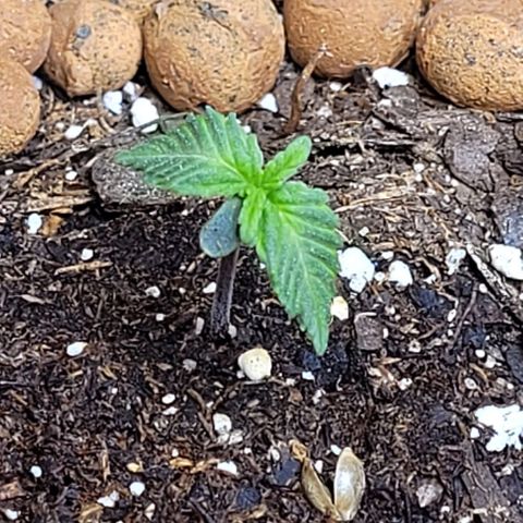 Purple punch 👊 growlog timeline photo