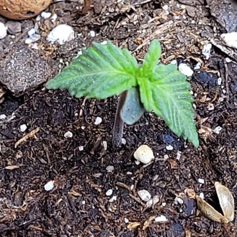 Purple punch 👊 growlog timeline photo