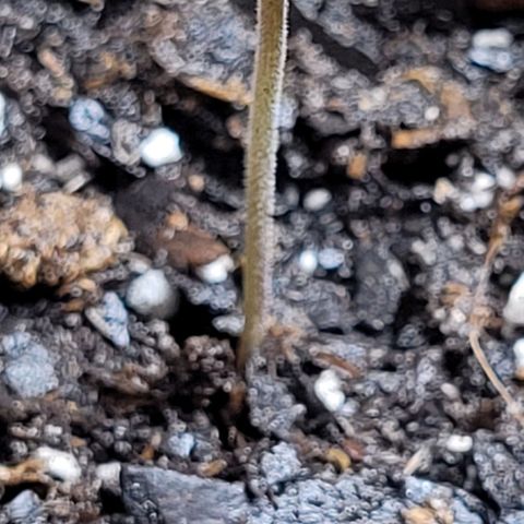 Gummibears growlog timeline photo