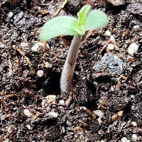 Zkittlez growlog timeline photo