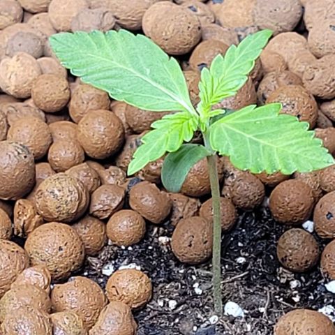 Froot by the foot growlog timeline photo