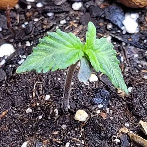Purple punch 👊 growlog timeline photo