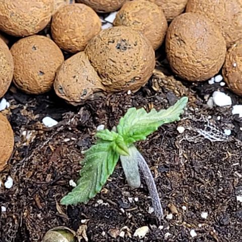 Purple punch 👊 growlog timeline photo